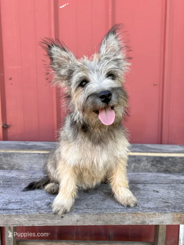 Digger – Cairn Terrier, Miniature Schnauzer puppy for sale in Park Rapids, MN