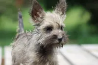 Peanut, a female Cairn Terrier and Miniature Schnauzer for sale in Park Rapids, MN – 3 of 3