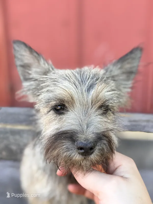 Peanut – Cairn Terrier, Miniature Schnauzer puppy for sale in Park Rapids, MN