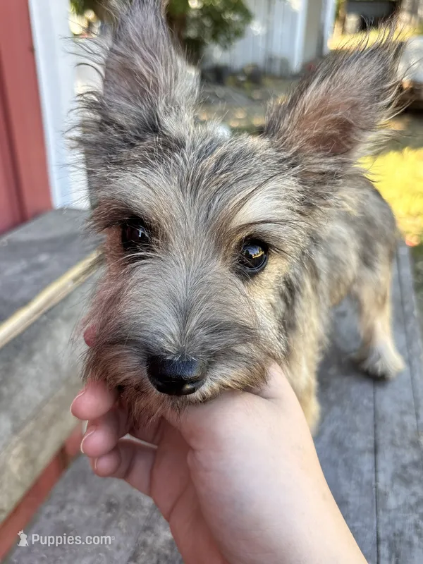 Acorn – Cairn Terrier, Miniature Schnauzer puppy for sale in Park Rapids, MN