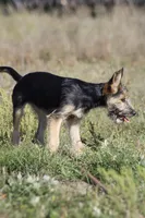 Poppy, a female Miniature Schnauzer and German Shepherd Dog for sale in Park Rapids, MN – 5 of 5