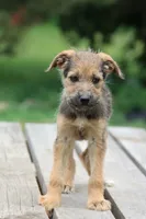 Little girl, a female Miniature Schnauzer and German Shepherd Dog for sale in Park Rapids, MN – 2 of 2