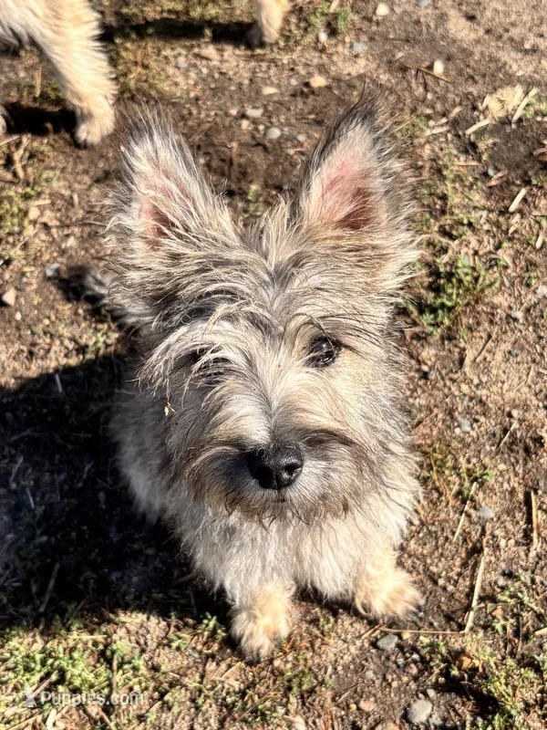 Acorn – Cairn Terrier, Miniature Schnauzer puppy for sale in Park Rapids, MN