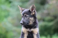 Black girl, a female Miniature Schnauzer and German Shepherd Dog for sale in Park Rapids, MN – 2 of 2