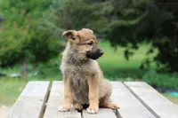 Blondie , a female Miniature Schnauzer and German Shepherd Dog for sale in Park Rapids, MN – 2 of 2