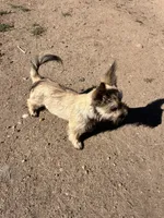 Peanut, a female Cairn Terrier and Miniature Schnauzer for sale in Park Rapids, MN – 2 of 5