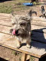 Oakley, a female Cairn Terrier and Miniature Schnauzer for sale in Park Rapids, MN – 2 of 5