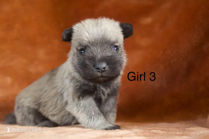 Girl 3 – Cairn Terrier, Miniature Schnauzer puppy for sale in Menahga, MN