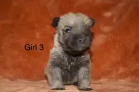 Girl 3, a female Cairn Terrier and Miniature Schnauzer for sale in Menahga, MN – Photo 2 of 2
