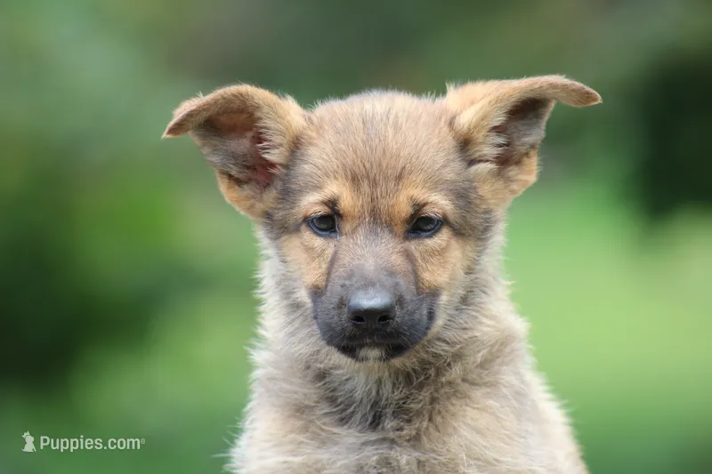 Blondie  – Miniature Schnauzer, German Shepherd Dog puppy for sale in Park Rapids, MN