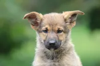 Blondie , a female Miniature Schnauzer and German Shepherd Dog for sale in Park Rapids, MN – 1 of 2