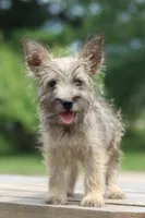 Tucker, a male Cairn Terrier and Miniature Schnauzer for sale in Park Rapids, MN – 1 of 3