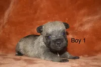 Boy 1, a male Cairn Terrier and Miniature Schnauzer for sale in Menahga, MN – Photo 2 of 2