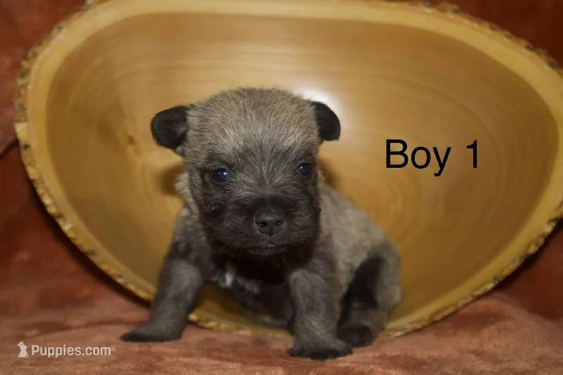 Boy 1 – Cairn Terrier, Miniature Schnauzer puppy for sale in Menahga, MN