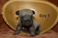 Boy 1, a male Cairn Terrier and Miniature Schnauzer for sale in Menahga, MN – Photo 1 of 2