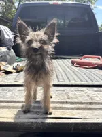 Acorn, a female Cairn Terrier and Miniature Schnauzer for sale in Park Rapids, MN – 4 of 4