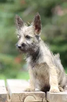 Digger, a male Cairn Terrier and Miniature Schnauzer for sale in Park Rapids, MN – 3 of 3
