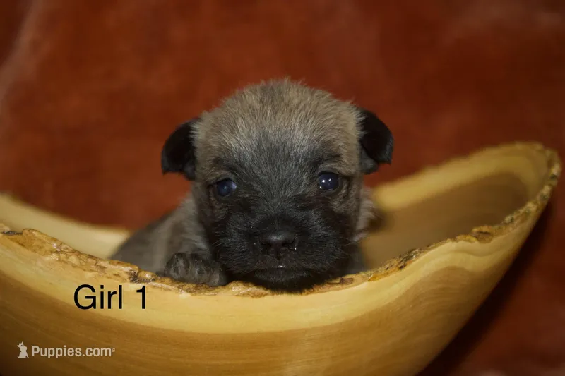 Girl 1  – Cairn Terrier, Miniature Schnauzer puppy for sale in Menahga, MN