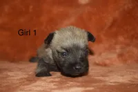 Girl 1 , a female Cairn Terrier and Miniature Schnauzer for sale in Menahga, MN – Photo 2 of 2