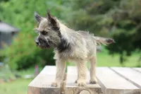 Oakley, a female Cairn Terrier and Miniature Schnauzer for sale in Park Rapids, MN – 2 of 2