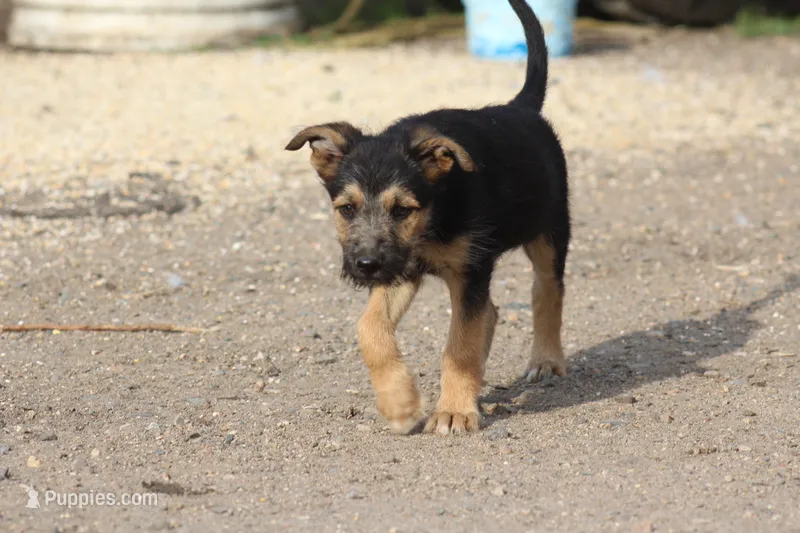 Poppy – Miniature Schnauzer, German Shepherd Dog puppy for sale in Park Rapids, MN