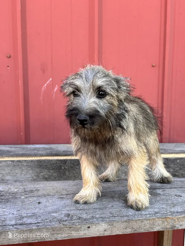 Tucker – Cairn Terrier, Miniature Schnauzer puppy for sale in Park Rapids, MN