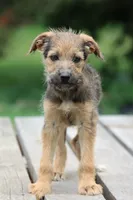 Little girl, a female Miniature Schnauzer and German Shepherd Dog for sale in Park Rapids, MN – 1 of 2