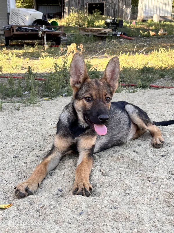 Gabby – Miniature Schnauzer, German Shepherd Dog puppy for sale in Park Rapids, MN