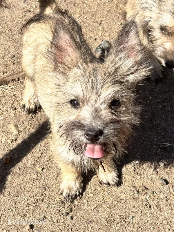 Peanut – Cairn Terrier, Miniature Schnauzer puppy for sale in Park Rapids, MN