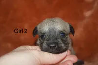 Girl 2, a female Cairn Terrier and Miniature Schnauzer for sale in Menahga, MN – Photo 2 of 2