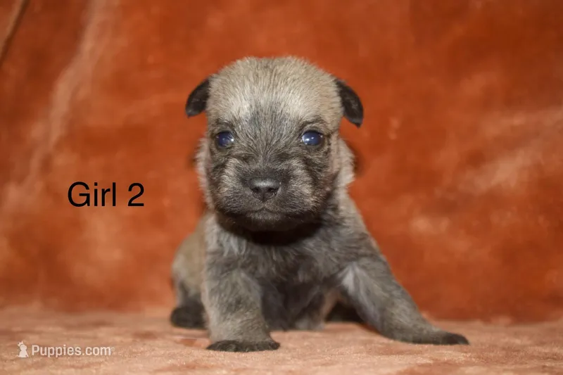 Girl 2 – Cairn Terrier, Miniature Schnauzer puppy for sale in Menahga, MN