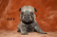 Girl 2, a female Cairn Terrier and Miniature Schnauzer for sale in Menahga, MN – Photo 1 of 2