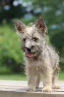 Tucker, a male Cairn Terrier and Miniature Schnauzer for sale in Park Rapids, MN – 2 of 3
