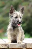 Digger, a male Cairn Terrier and Miniature Schnauzer for sale in Park Rapids, MN – 2 of 3