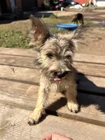 Digger, a male Cairn Terrier and Miniature Schnauzer for sale in Park Rapids, MN – 2 of 5