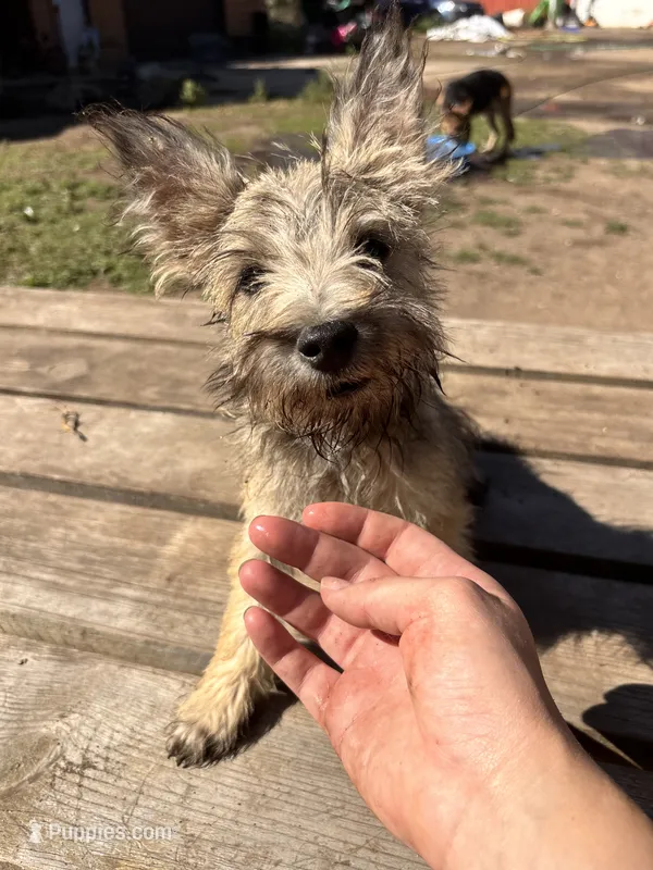 Digger – Cairn Terrier, Miniature Schnauzer puppy for sale in Park Rapids, MN