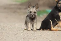 Peanut, a female Cairn Terrier and Miniature Schnauzer for sale in Park Rapids, MN – 2 of 3