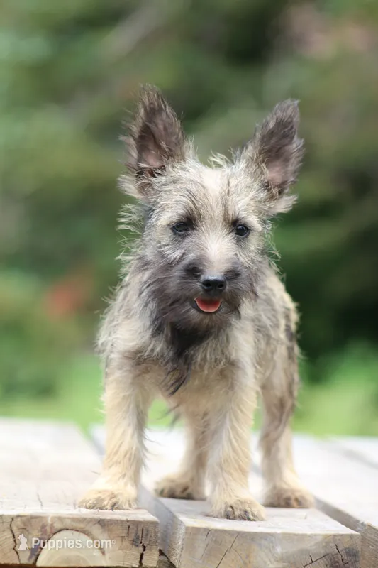 Digger – Cairn Terrier, Miniature Schnauzer puppy for sale in Park Rapids, MN