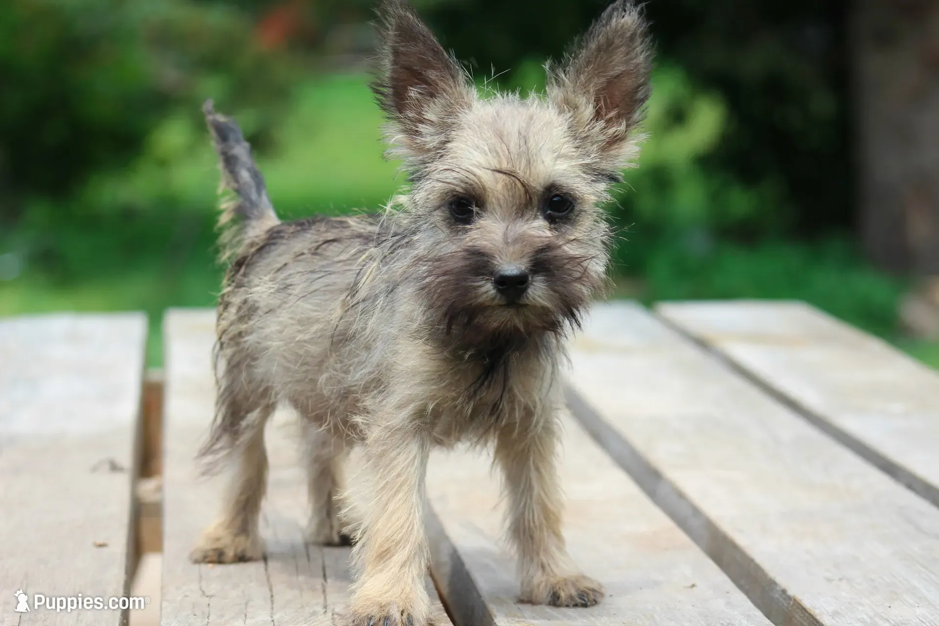 Peanut, a female Cairn Terrier and Miniature Schnauzer for sale in Park Rapids, MN – 3 of 5