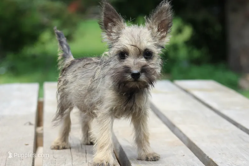 Peanut – Cairn Terrier, Miniature Schnauzer puppy for sale in Park Rapids, MN