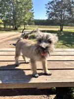 Oakley, a female Cairn Terrier and Miniature Schnauzer for sale in Park Rapids, MN – 3 of 5