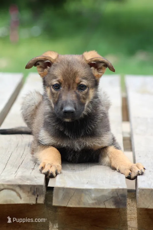 Gabby – Miniature Schnauzer, German Shepherd Dog puppy for sale in Park Rapids, MN