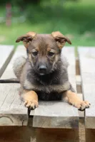 Gabby, a female Miniature Schnauzer and German Shepherd Dog for sale in Park Rapids, MN – 1 of 1