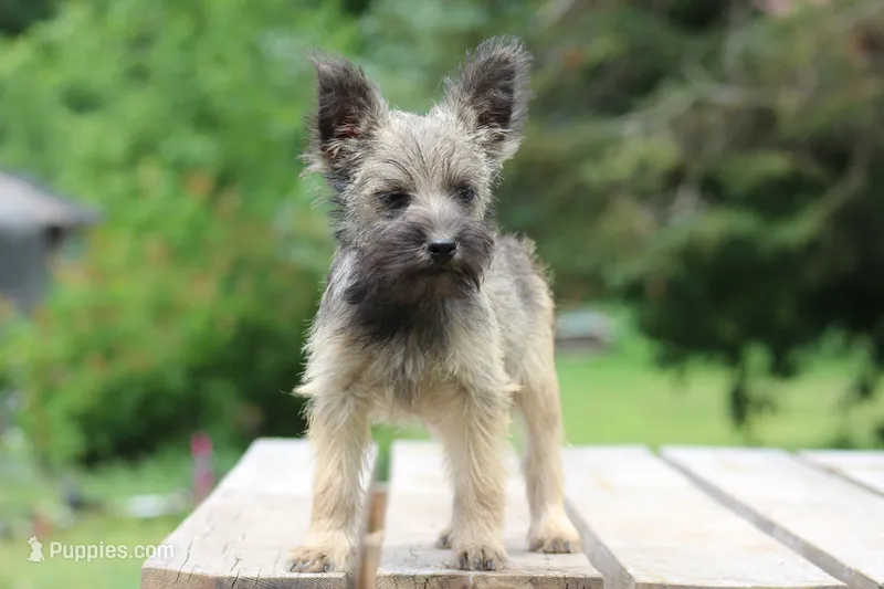 Oakley – Cairn Terrier, Miniature Schnauzer puppy for sale in Park Rapids, MN
