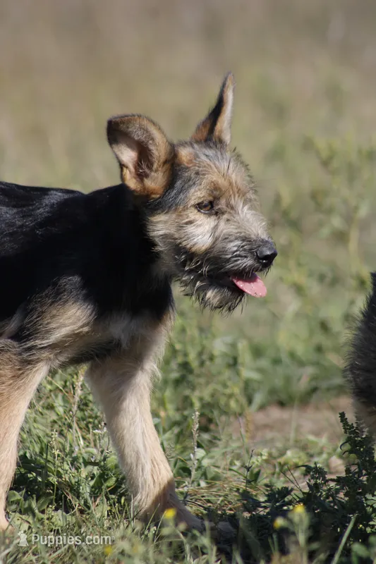 Poppy – Miniature Schnauzer, German Shepherd Dog puppy for sale in Park Rapids, MN