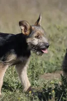 Poppy, a female Miniature Schnauzer and German Shepherd Dog for sale in Park Rapids, MN – 1 of 5