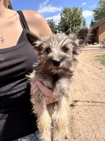Acorn, a female Cairn Terrier and Miniature Schnauzer for sale in Park Rapids, MN – 3 of 4
