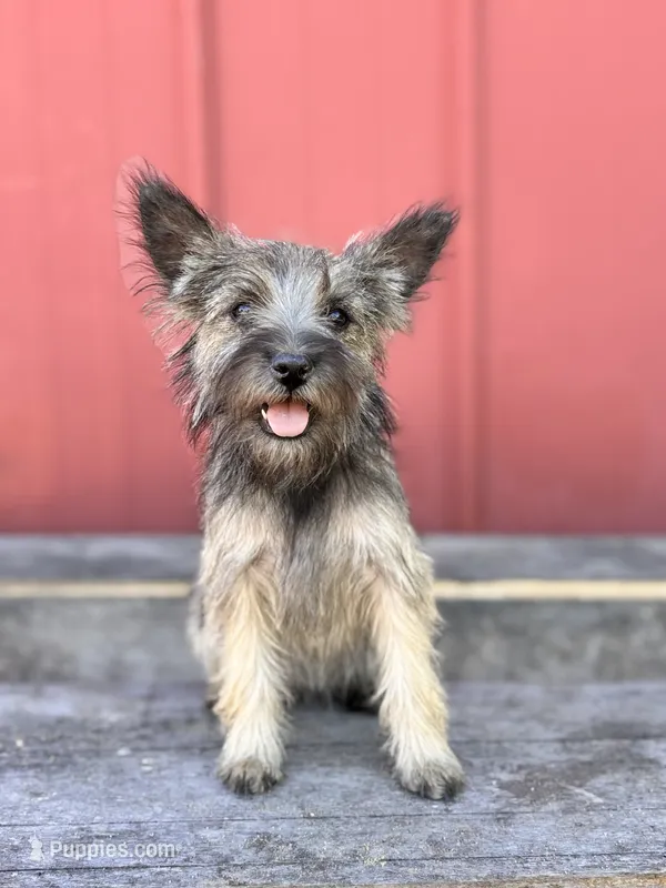 Oakley – Cairn Terrier, Miniature Schnauzer puppy for sale in Park Rapids, MN