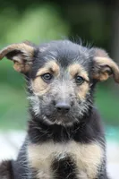 Poppy, a female Miniature Schnauzer and German Shepherd Dog for sale in Park Rapids, MN – 2 of 2