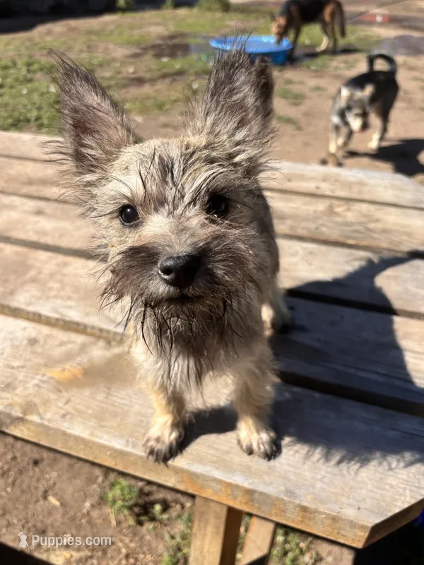 Oakley – Cairn Terrier, Miniature Schnauzer puppy for sale in Park Rapids, MN
